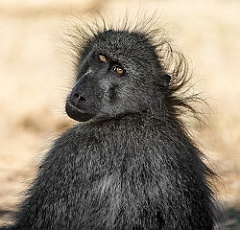 Afrika__99_6476_2_filtered
