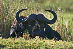 Afrika__99_8361_filtered