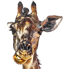 Afrika__99_6414_2_filtered