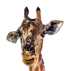 Afrika__99_6416_filtered (2)