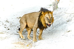 Afrika__99_8283_1_filtered