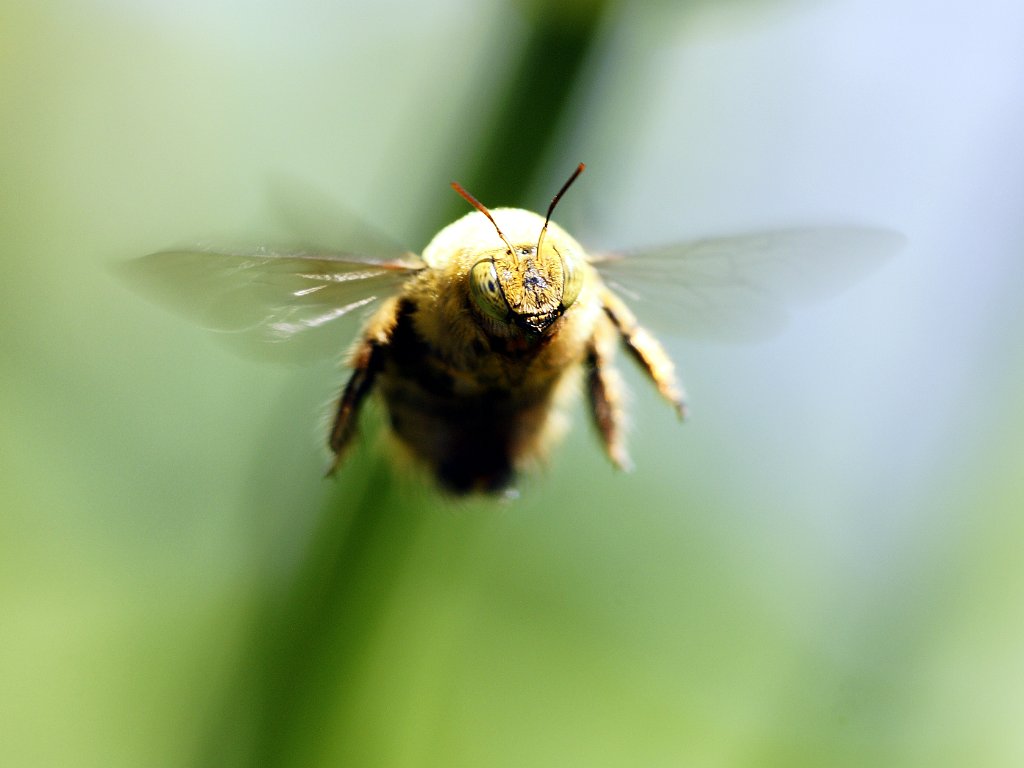 Verschiedene Tiere