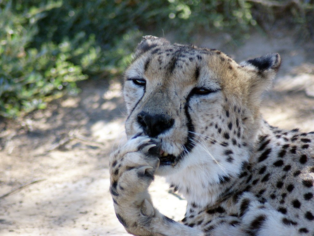 Gepard