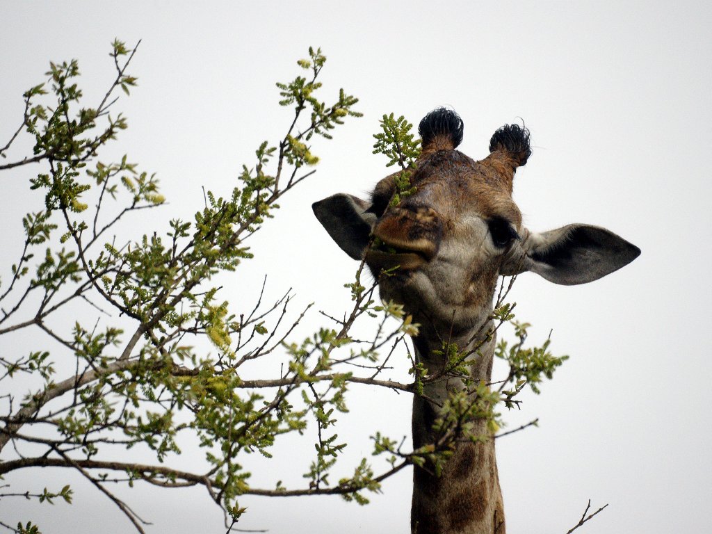 Giraffe