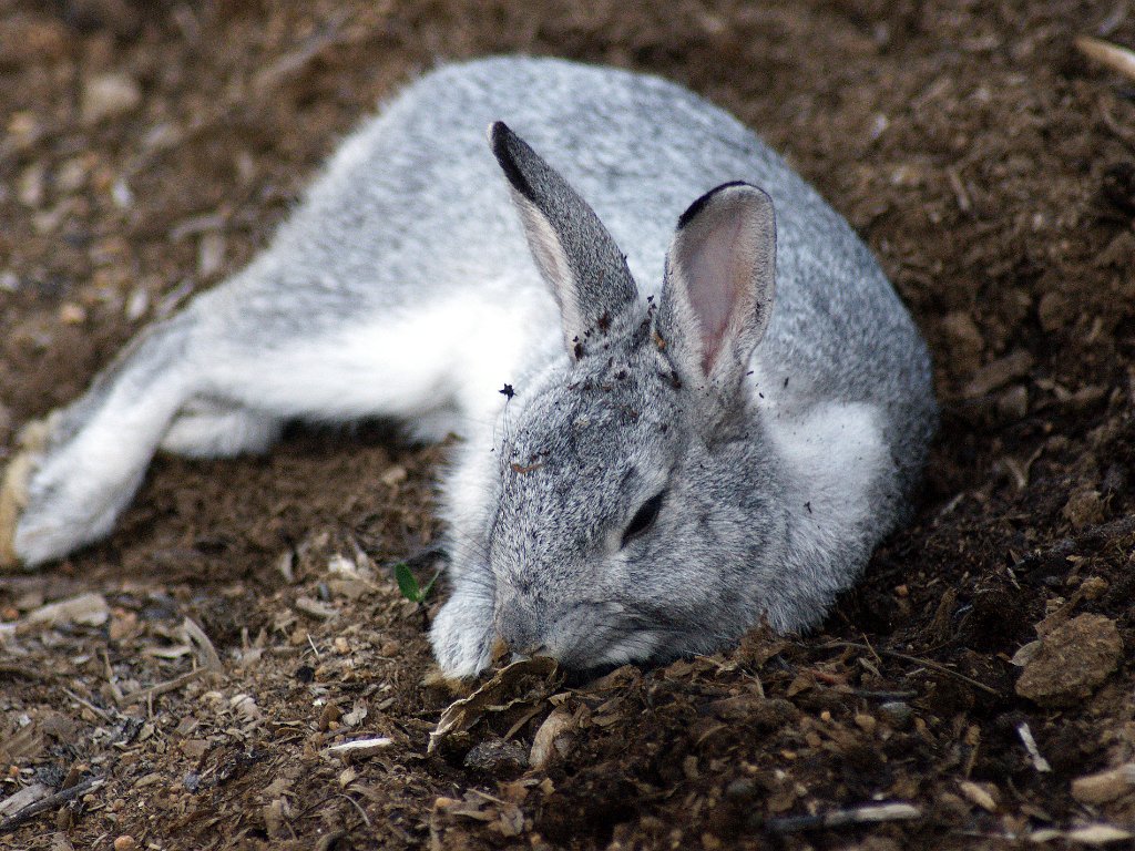 Hase