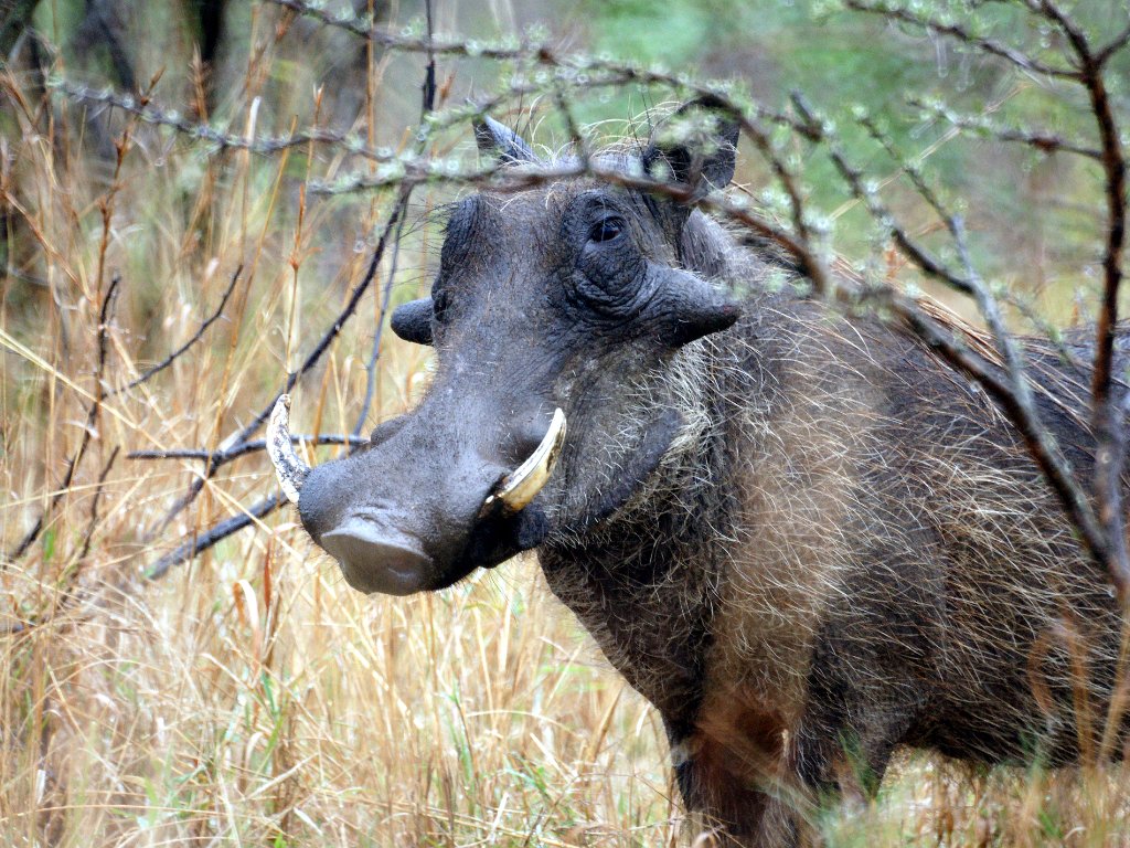 Wildschweine
